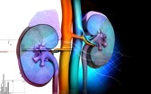 19367228-digital-illustration-of-kidney-in-colour-background
