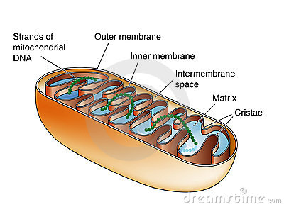 mitochondria-14218389